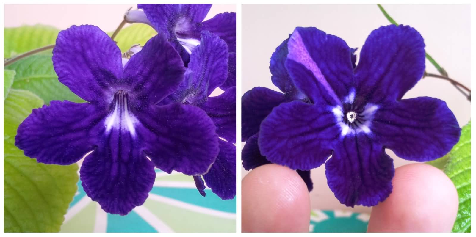 Purple Streptocarpus Flower