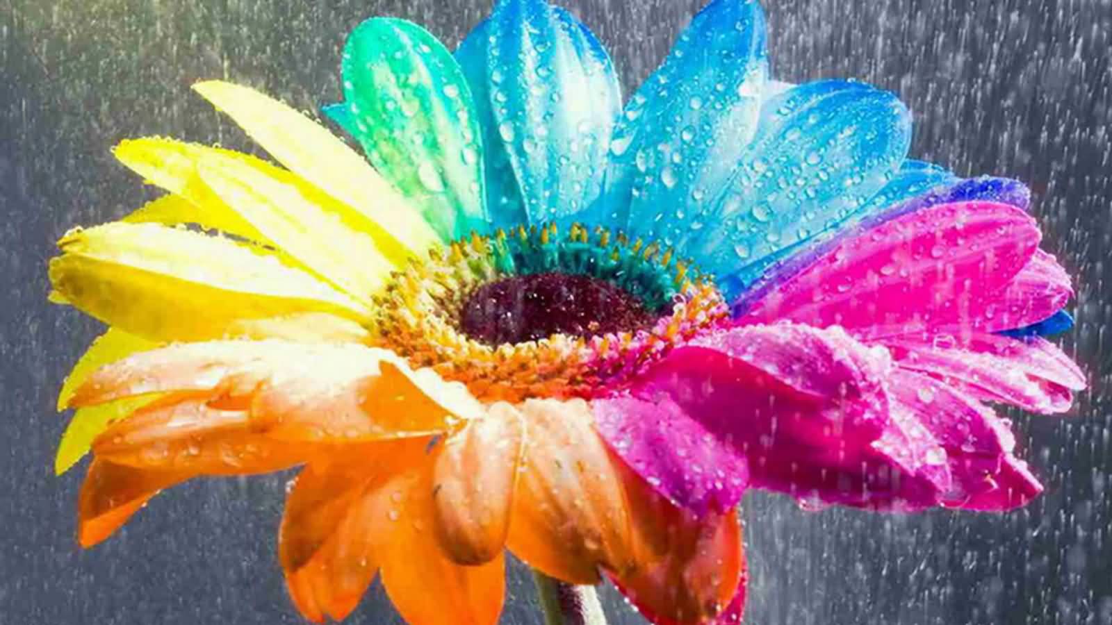 Rainbow Flower With Water Droplets