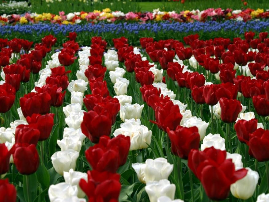 Red And White Rose Flowers Field