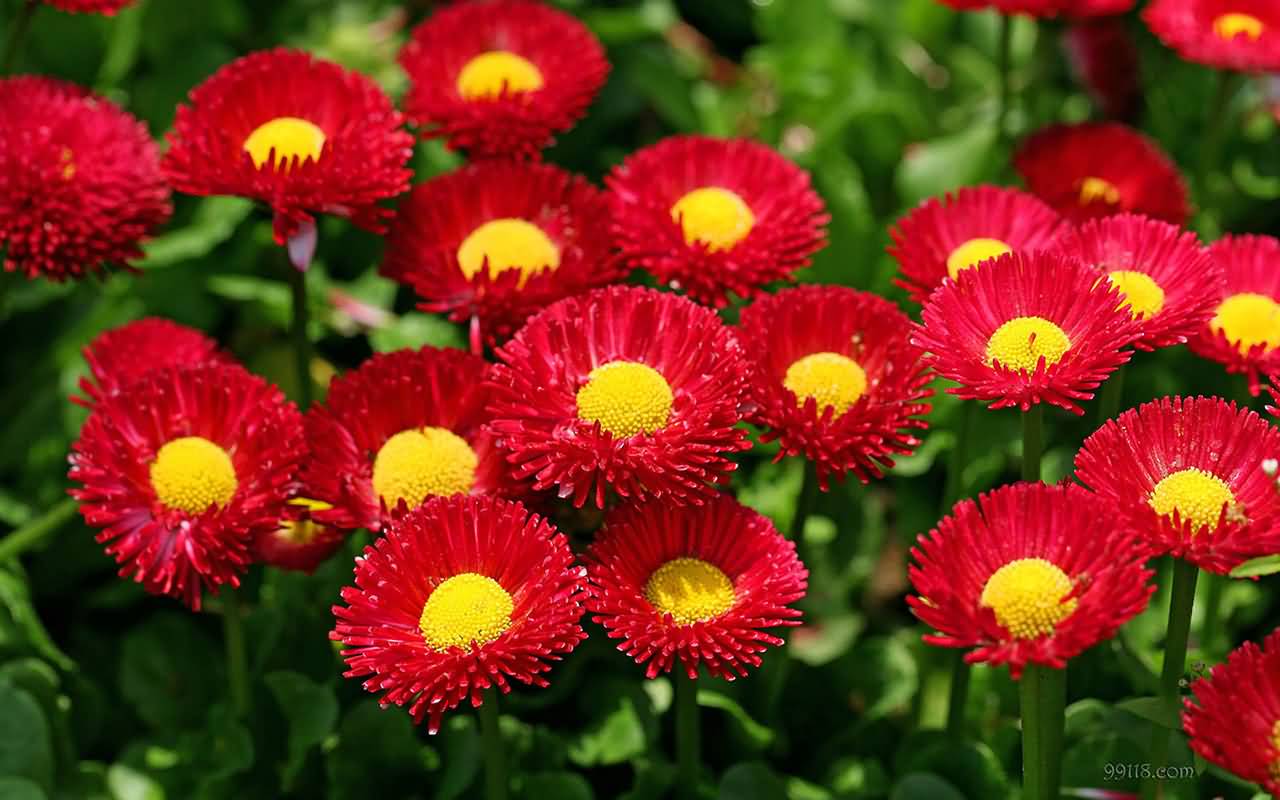 Red And Yellow Flowers Picture