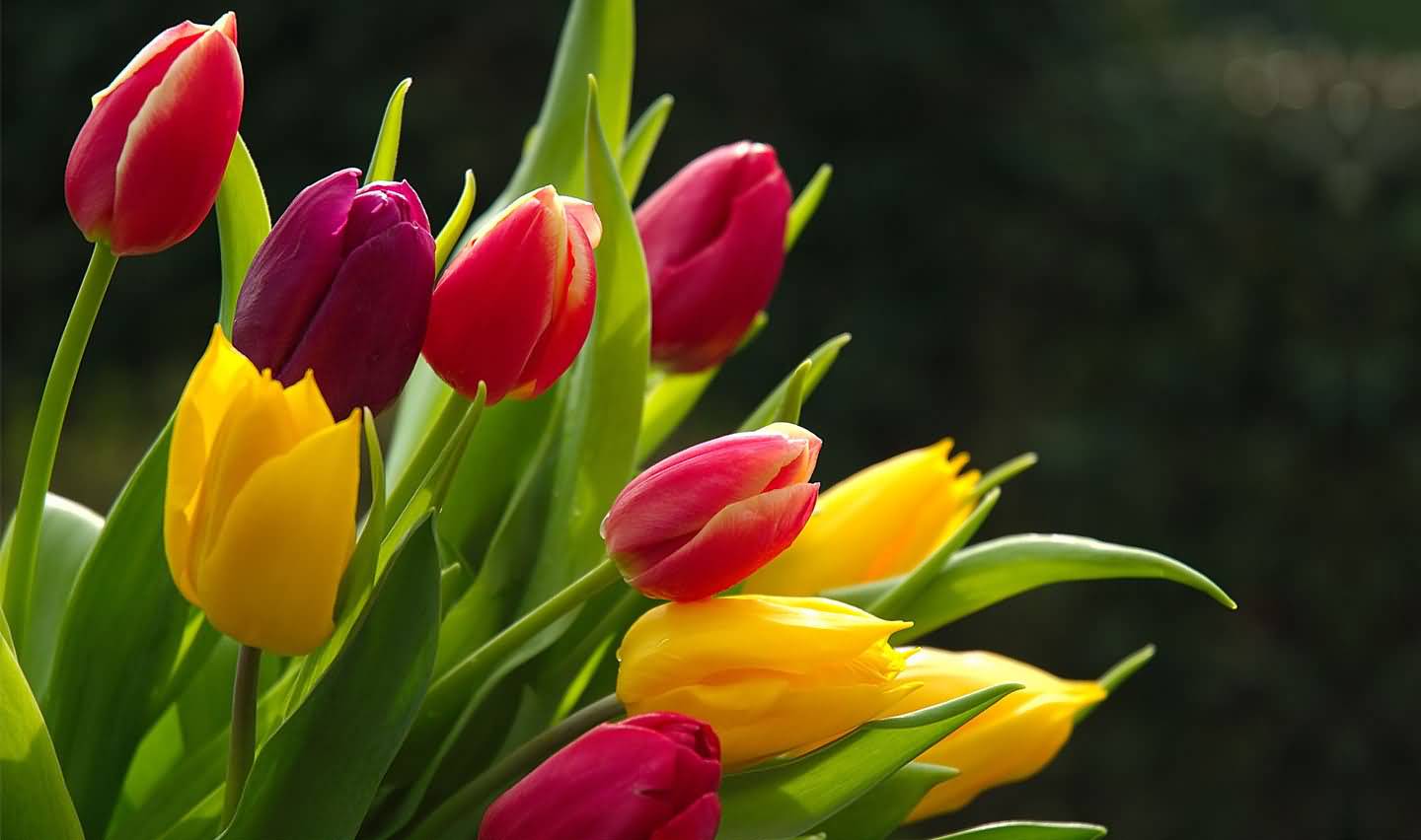 Red And Yellow Tulip Flowers Picture