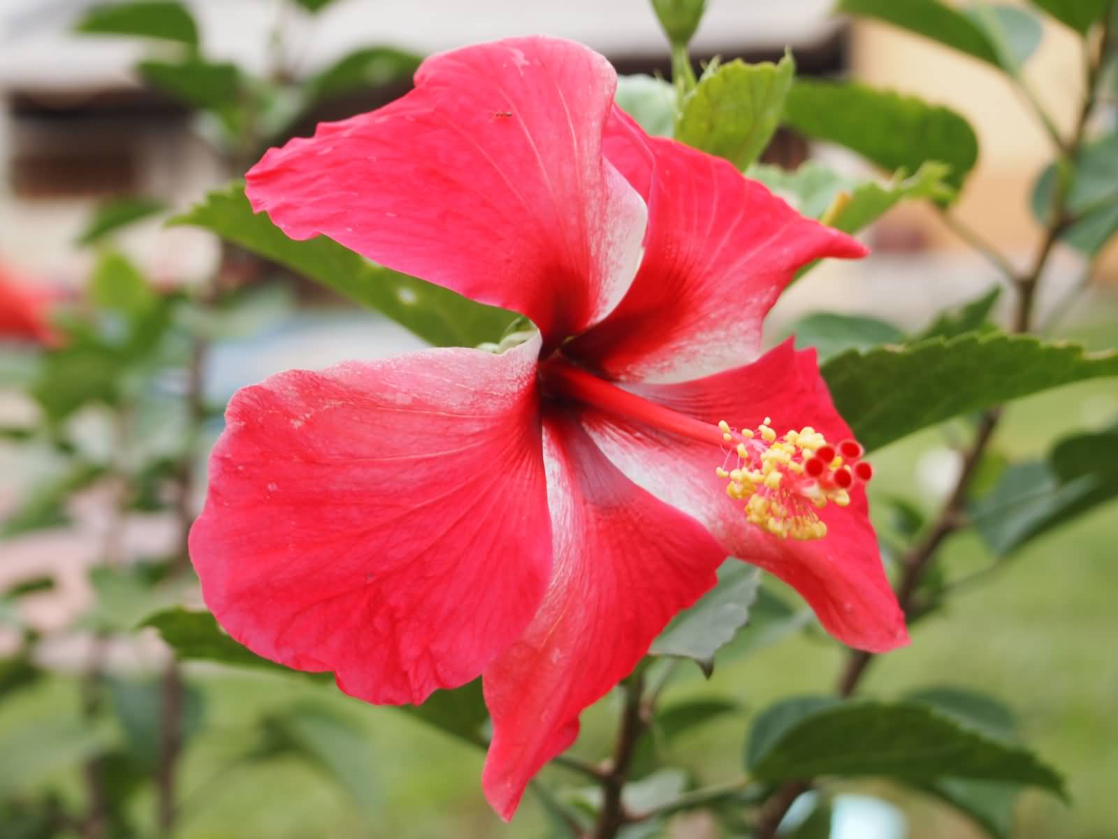 Red Hibiscus Flower Image
