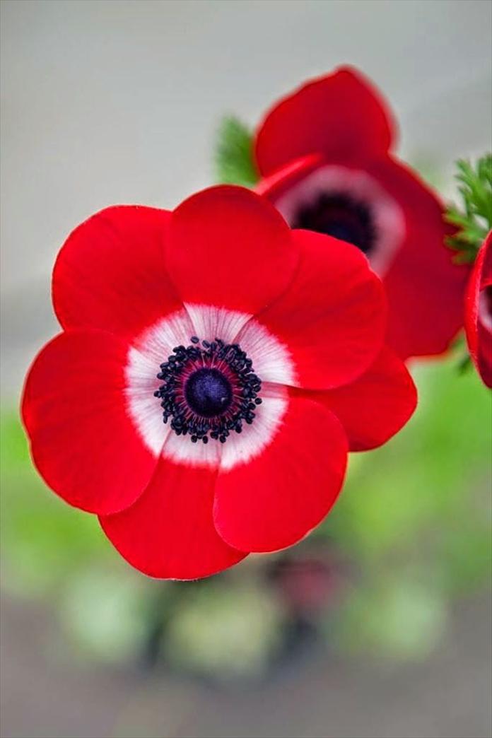 Red Poppy Flower Picture
