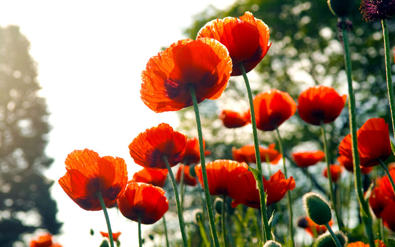 Spring Poppy Flowers Picture