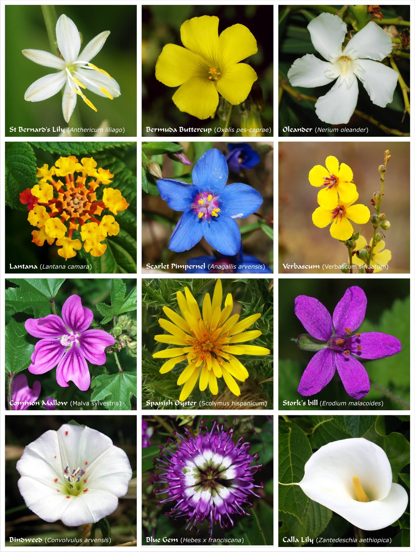 Types Of Flowers Poster