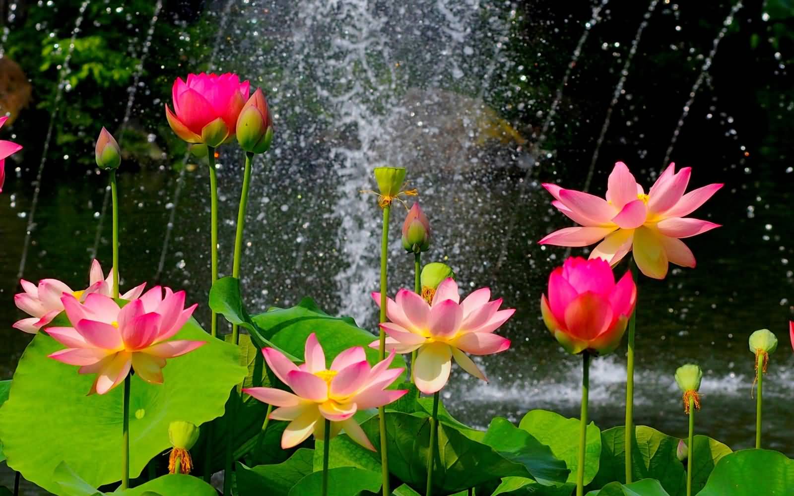 Water Lillies Flower