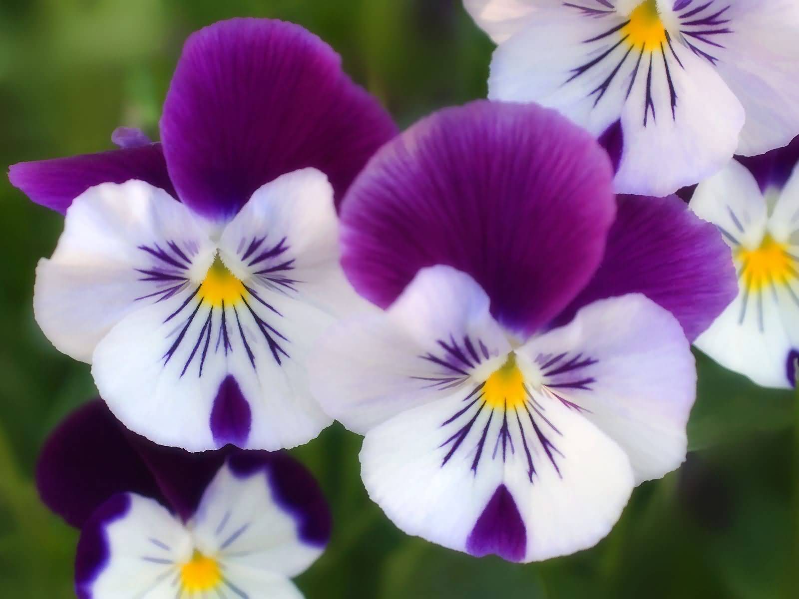 White And Purple Flowers Picture