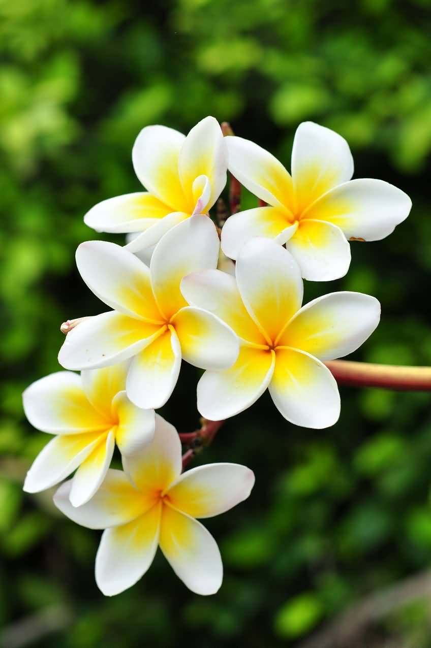 Yellow Frangipani Flowers