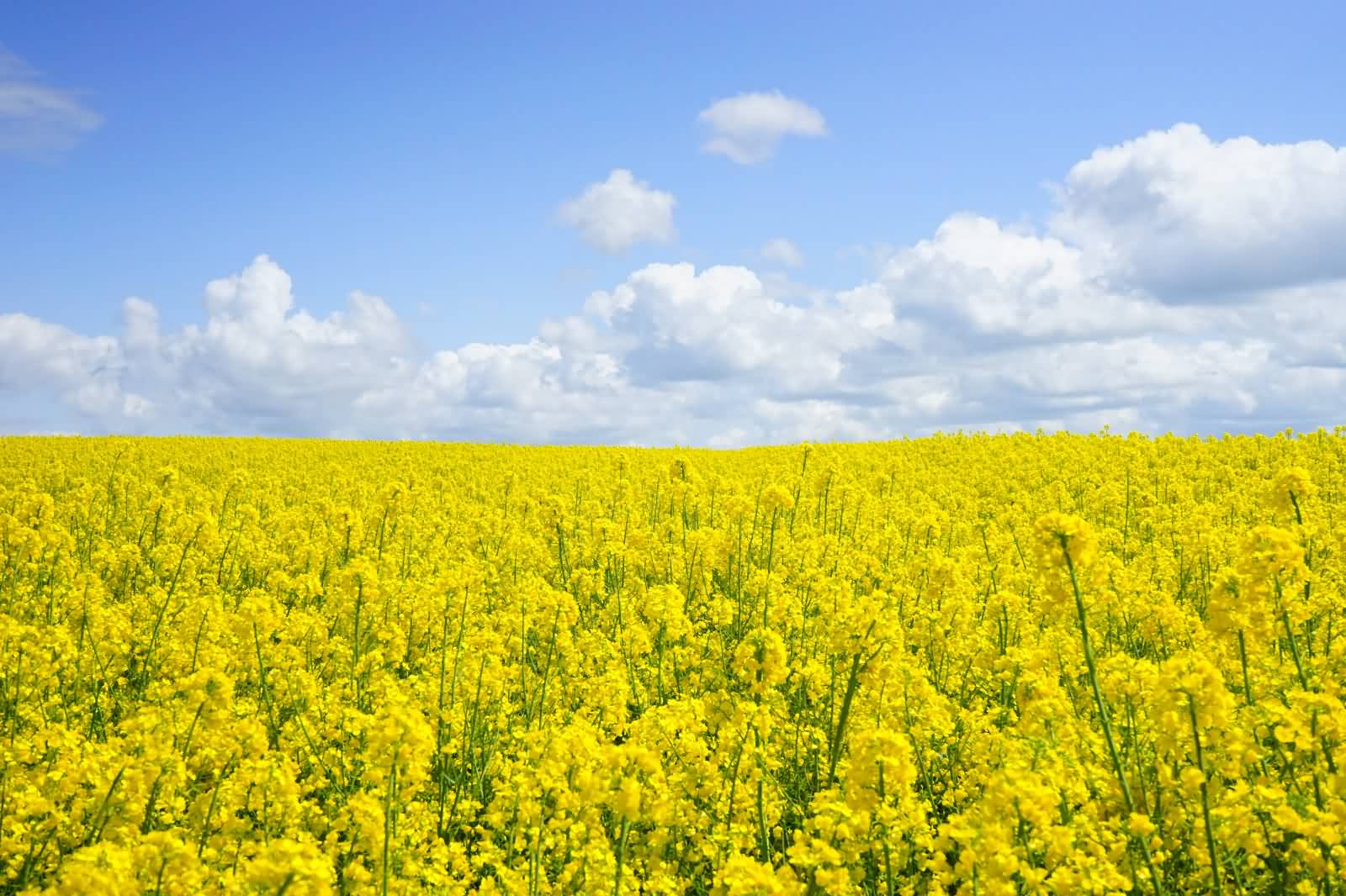 Yellow Mustard Flowers Field Picture