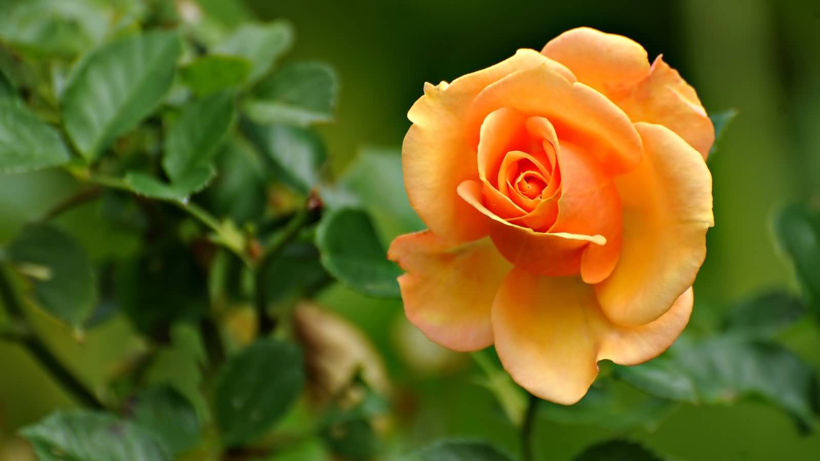 Yellow Rose Flower Picture