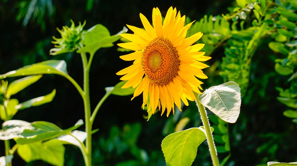 Yellow Sunflower Picture