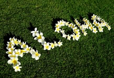 Aloha Flowers Text Picture