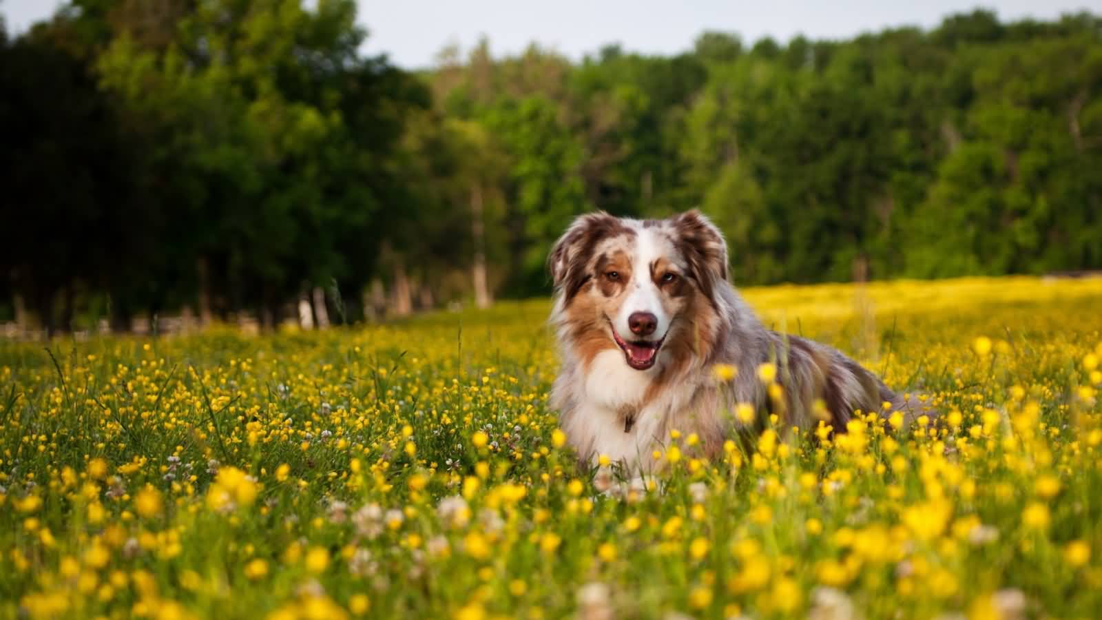 Australian Shepherd Dog In Flowers Field Picture