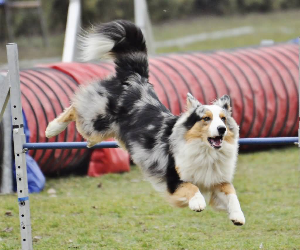 Australian Shepherd Dog Jumping Over The Rod