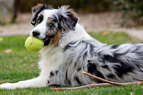 Australian Shepherd Dog Playing With Ball