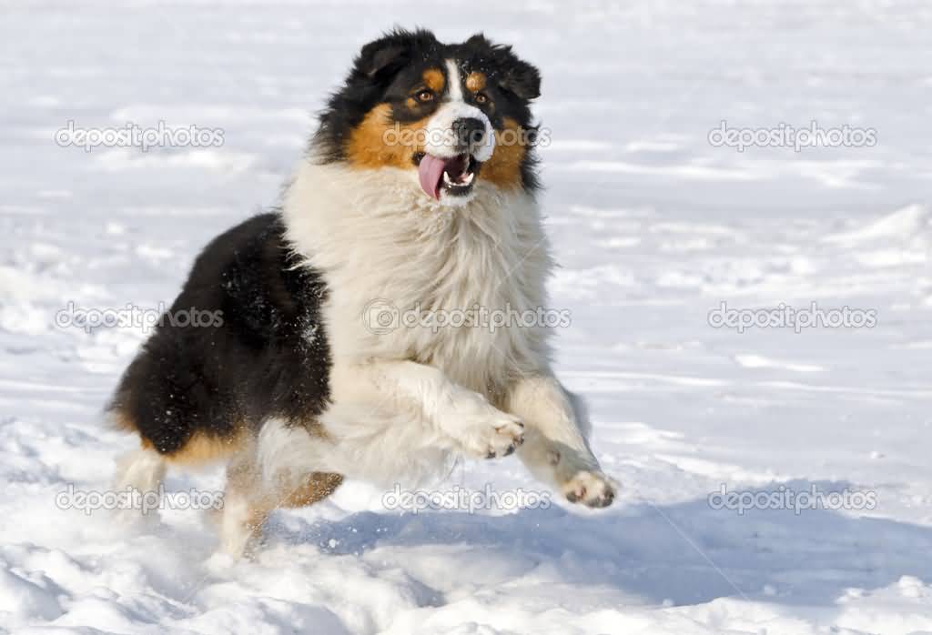 Australian Shepherd Dog Running In Snow