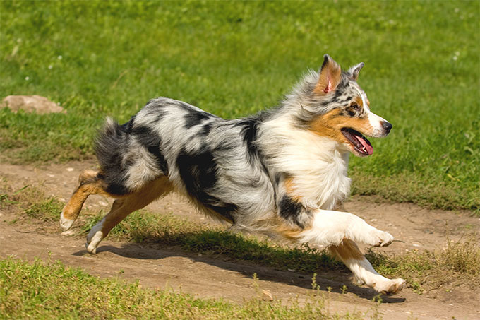 Australian Shepherd Dog Running Picture
