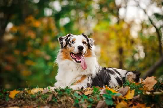 Australian Shepherd Dog Sitting With Tongue Out