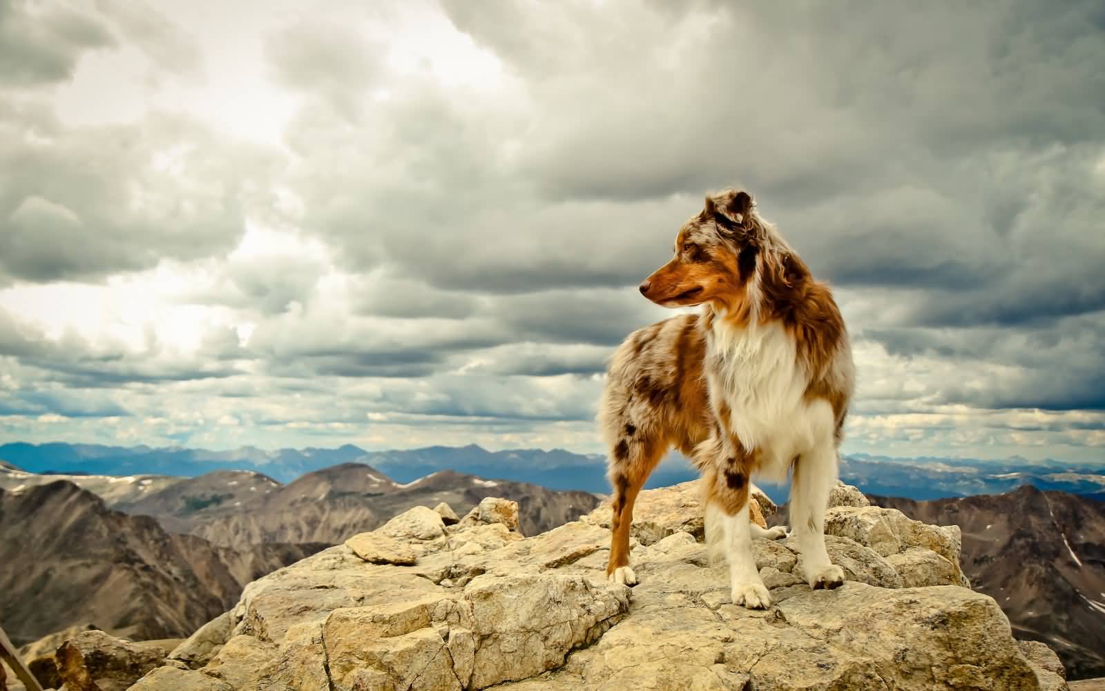 Australian Shepherd Dog Standing On Rock