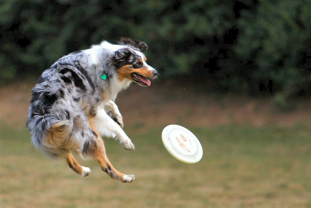 Australian Shepherd Dog Trying To Catch Frisbee Picture