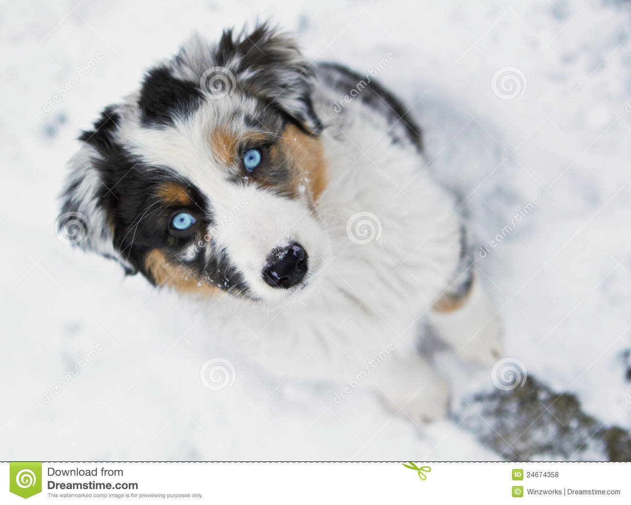 Australian Shepherd Dog With Blue Eyes Sitting On Snow And Looking Up