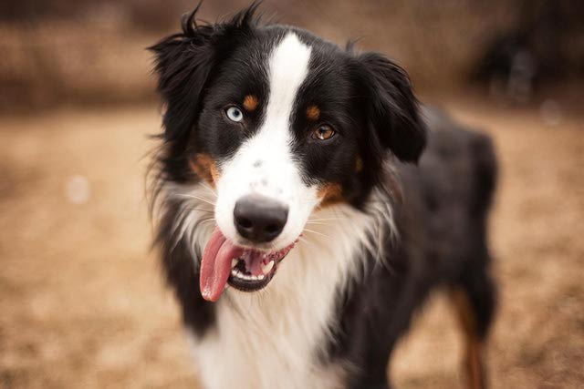 Australian Shepherd Dog With White And Brown Eyes