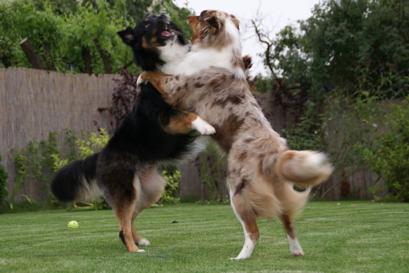 Australian Shepherd Dogs Playing With Each Other