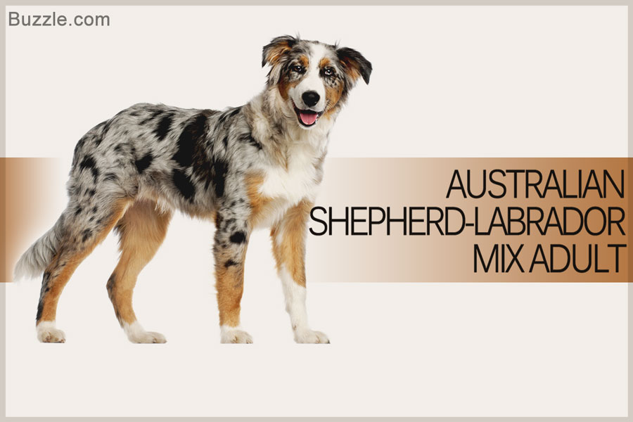 Australian Shepherd Labrador Mix Adult Dog Picture
