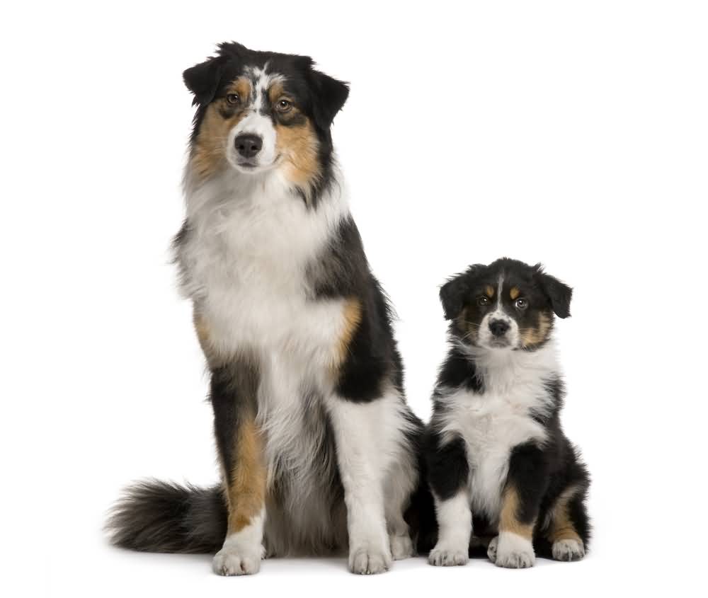 Australian Shepherd Mother And Baby Picture