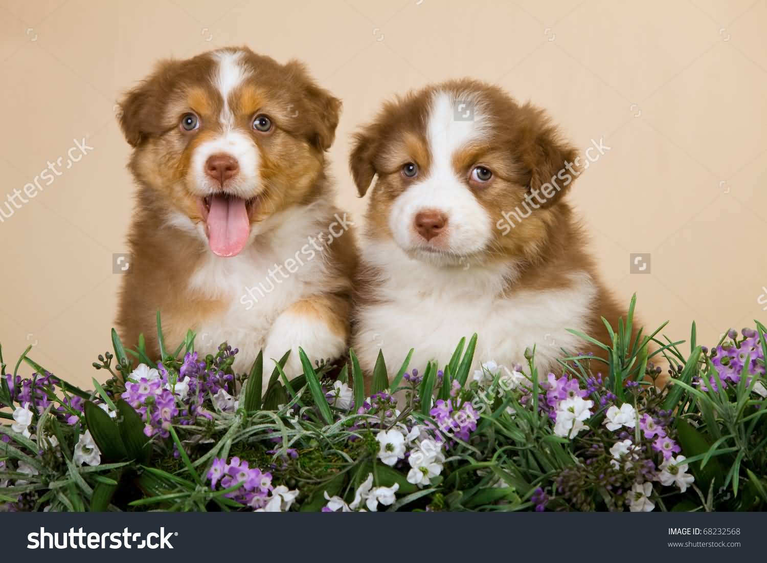 Australian Shepherd Puppies In Lavender Flowers
