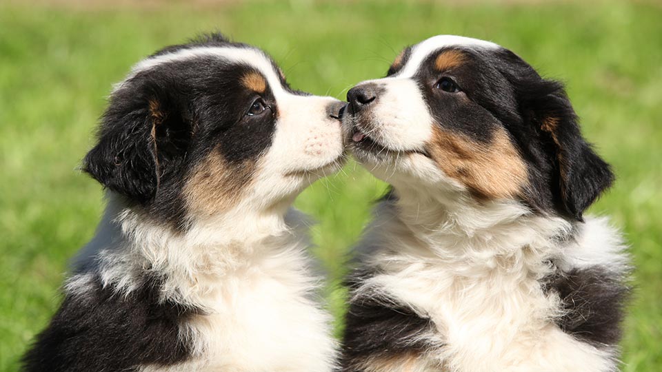 Australian Shepherd Puppies Kissing Each Other