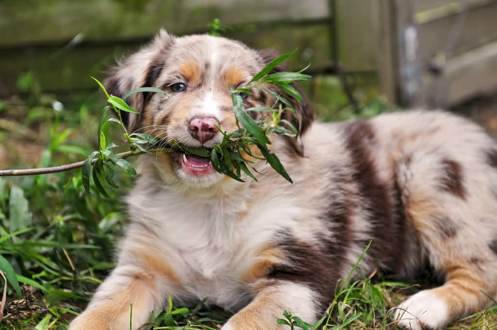 Australian Shepherd Puppy Image