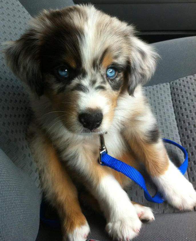 Australian Shepherd Puppy In Car