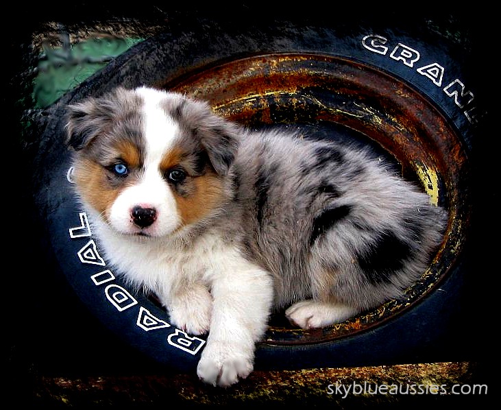 Australian Shepherd Puppy In Tire