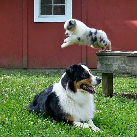 Australian Shepherd Puppy Jumping