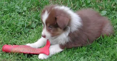 Australian Shepherd Puppy Playing With Fish Toy Picture