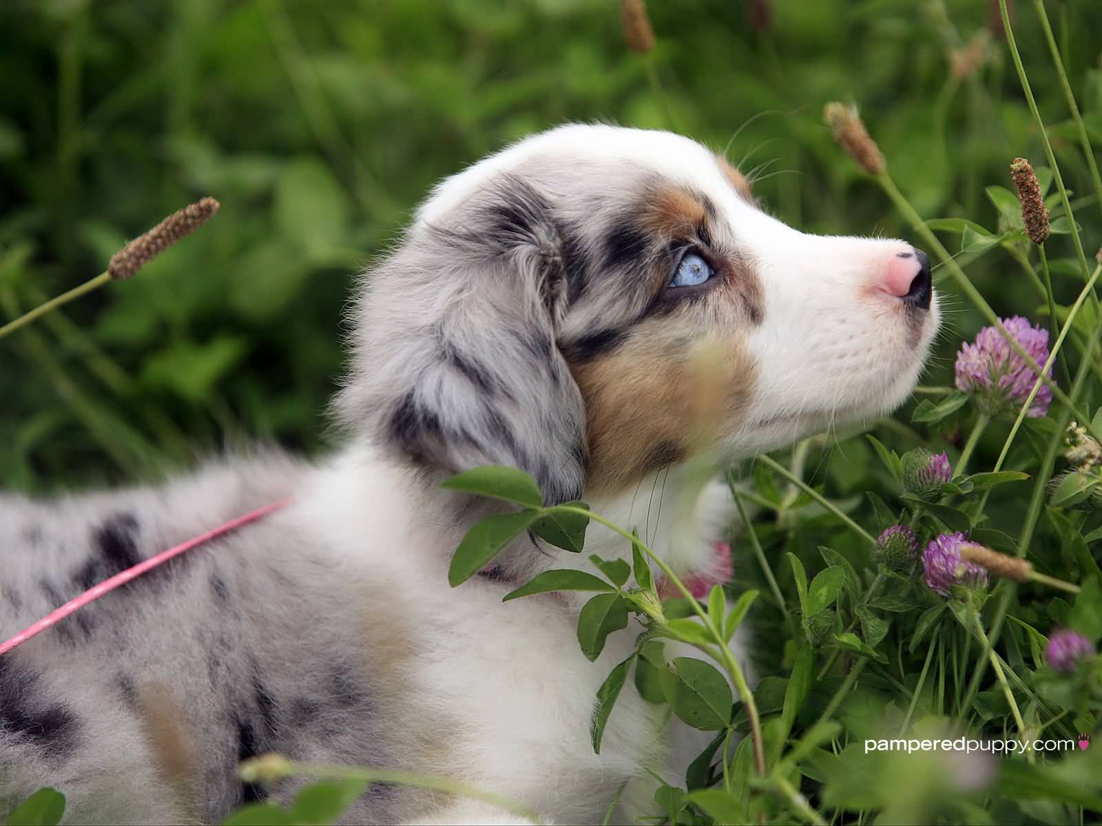 Australian Shepherd Puppy Smelling Flowers