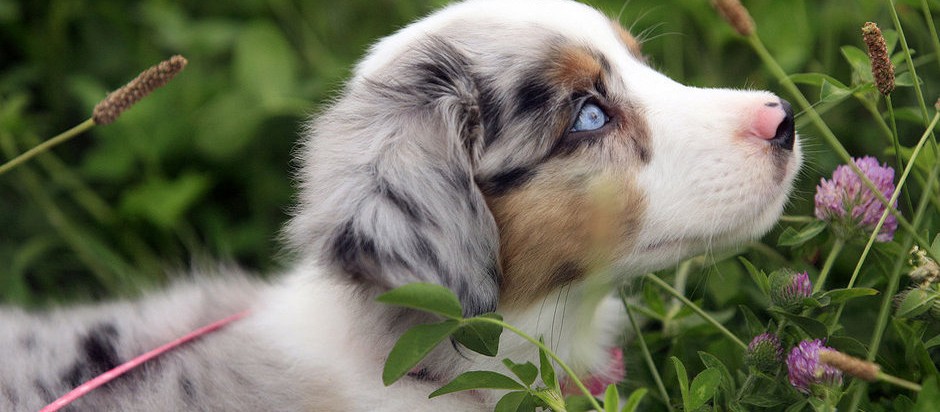 Australian Shepherd Puppy With Blue Eyes