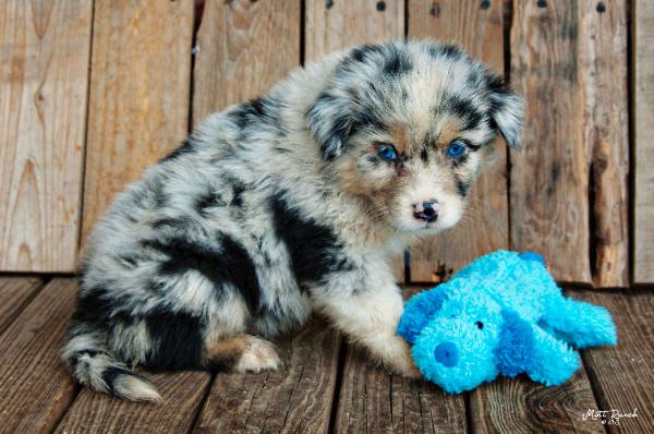 Australian Shepherd Puppy With Blue Teddy Bear Image