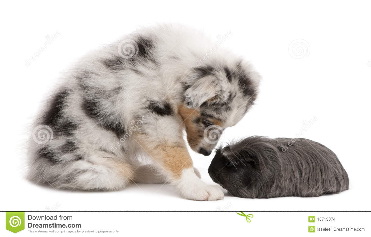Australian Shepherd Puppy With Guinea Picture