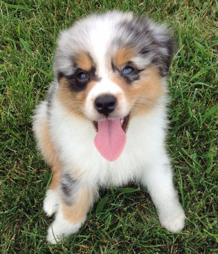 Australian Shepherd Puppy With Tongue Out