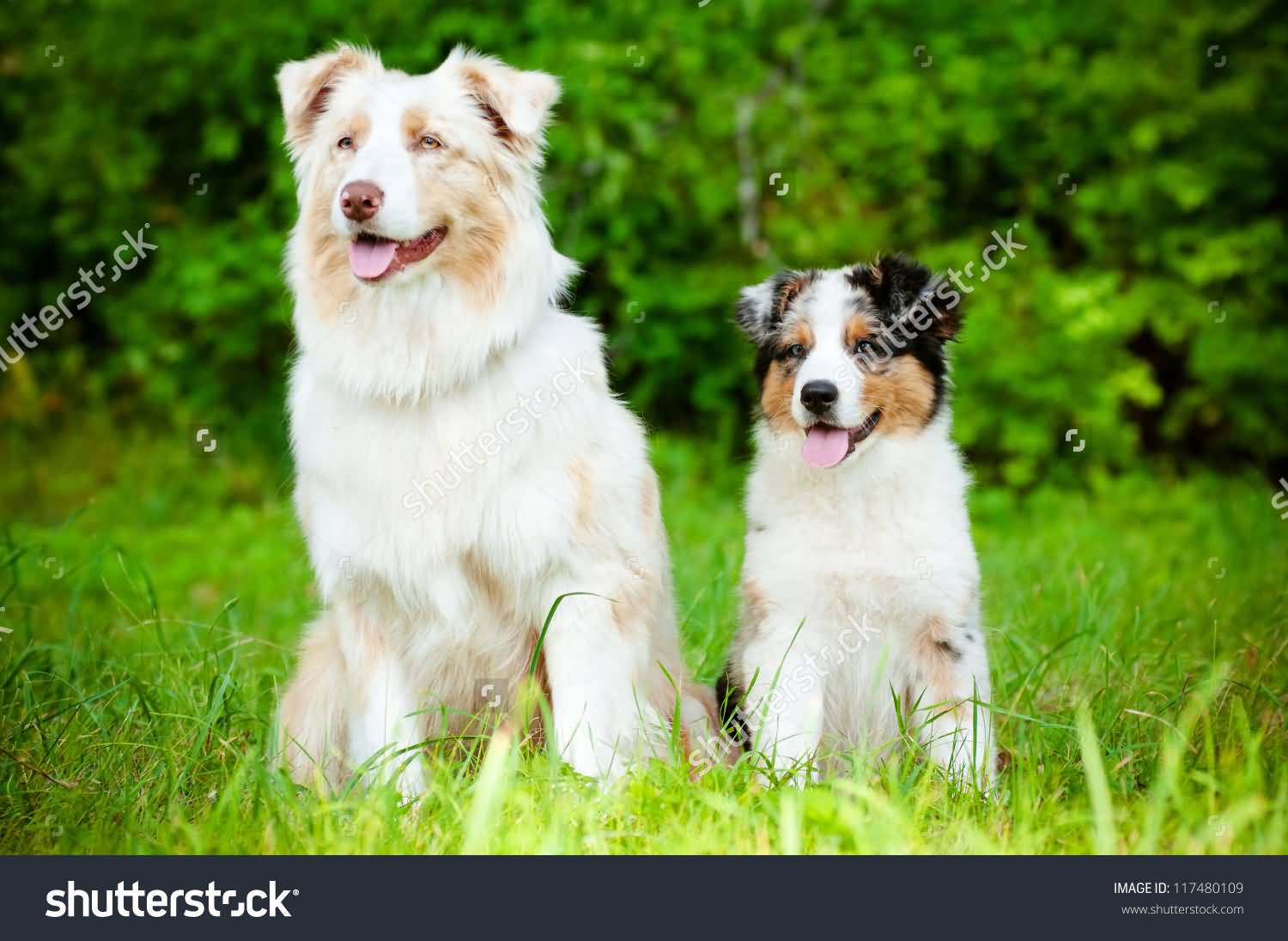 Australian Shepherd Dog And Puppy Sitting