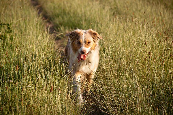 Australian Shepherd Dog Walking In Fields