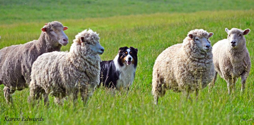 Australian Shepherd Dog With Sheep Picture