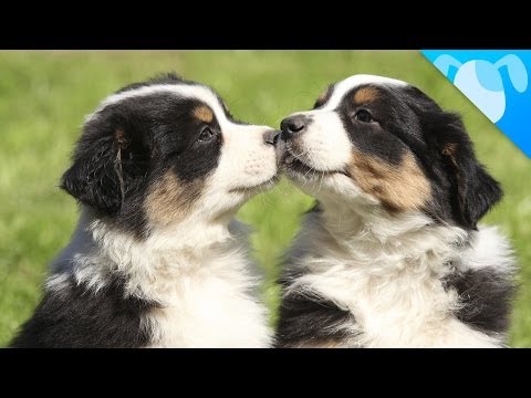 Australian Shepherd Puppies Kissing