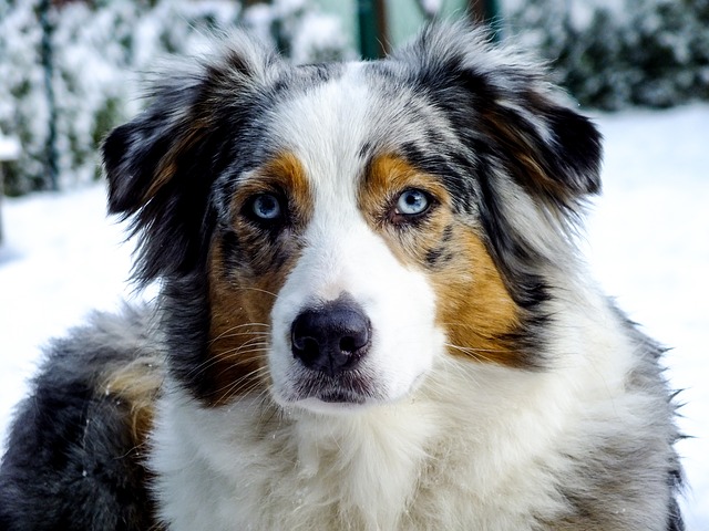 Beautiful Blue Eyes Australian Shepherd Dog Picture