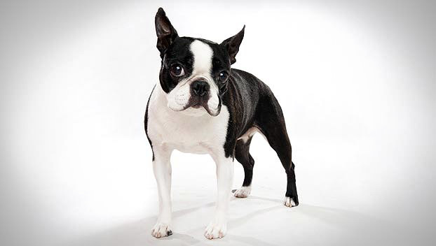 Beautiful Boston Terrier Dog Picture
