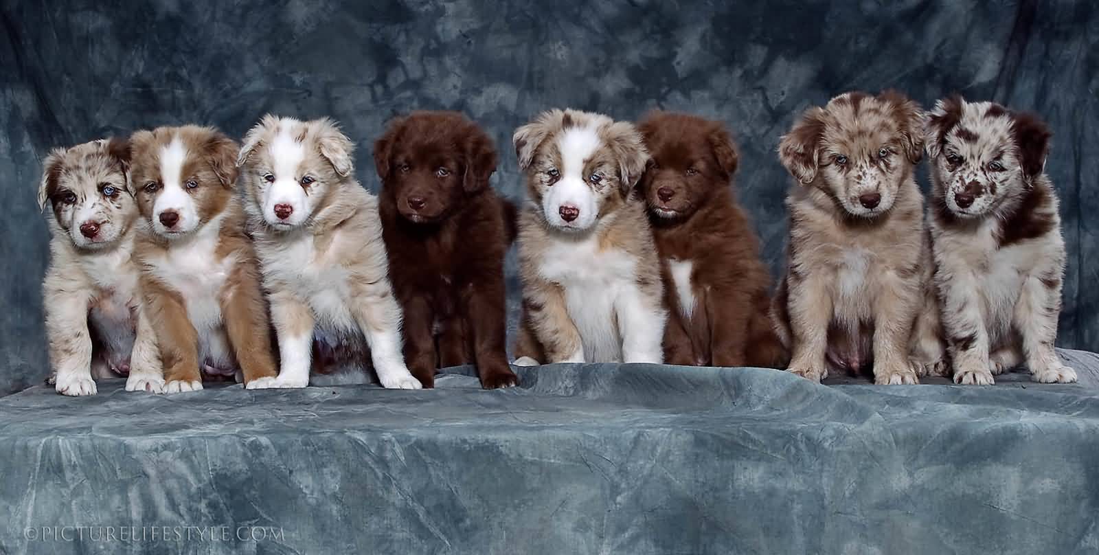 Beautiful Picture Of Australian Shepherd Puppies Group