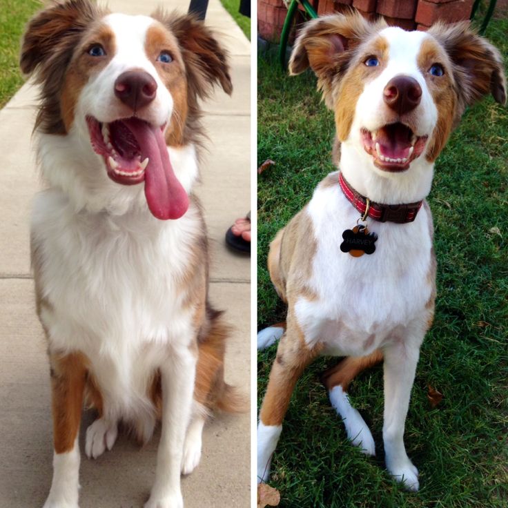 Before And After Shaving Australian Shepherd Dog