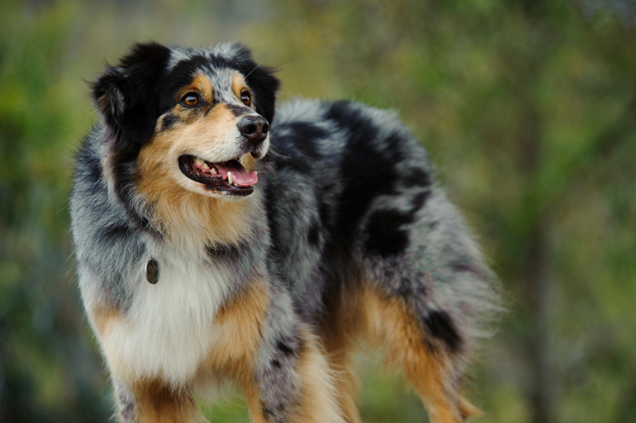 Black And Red Australian Shepherd Dog Picture